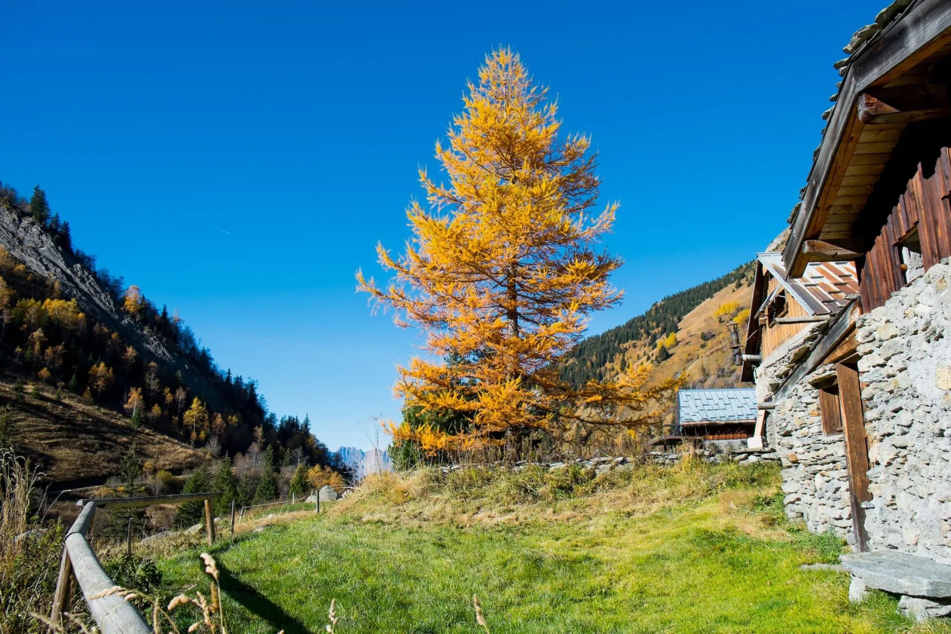 Alpine meadow with stone and wood refuge, bright yellow larch tree, and steep autumn mountainside.