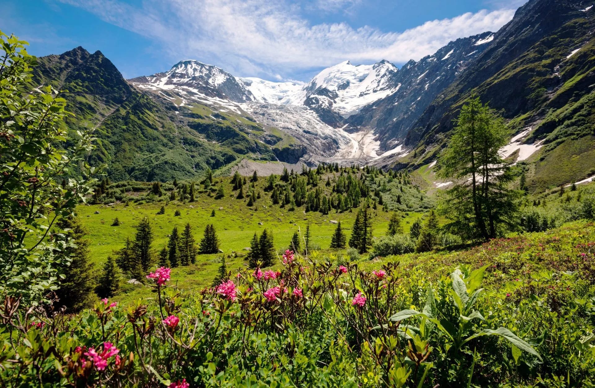 Alpine meadow with pink flowers, green slopes, and snow-capped mountains under blue sky