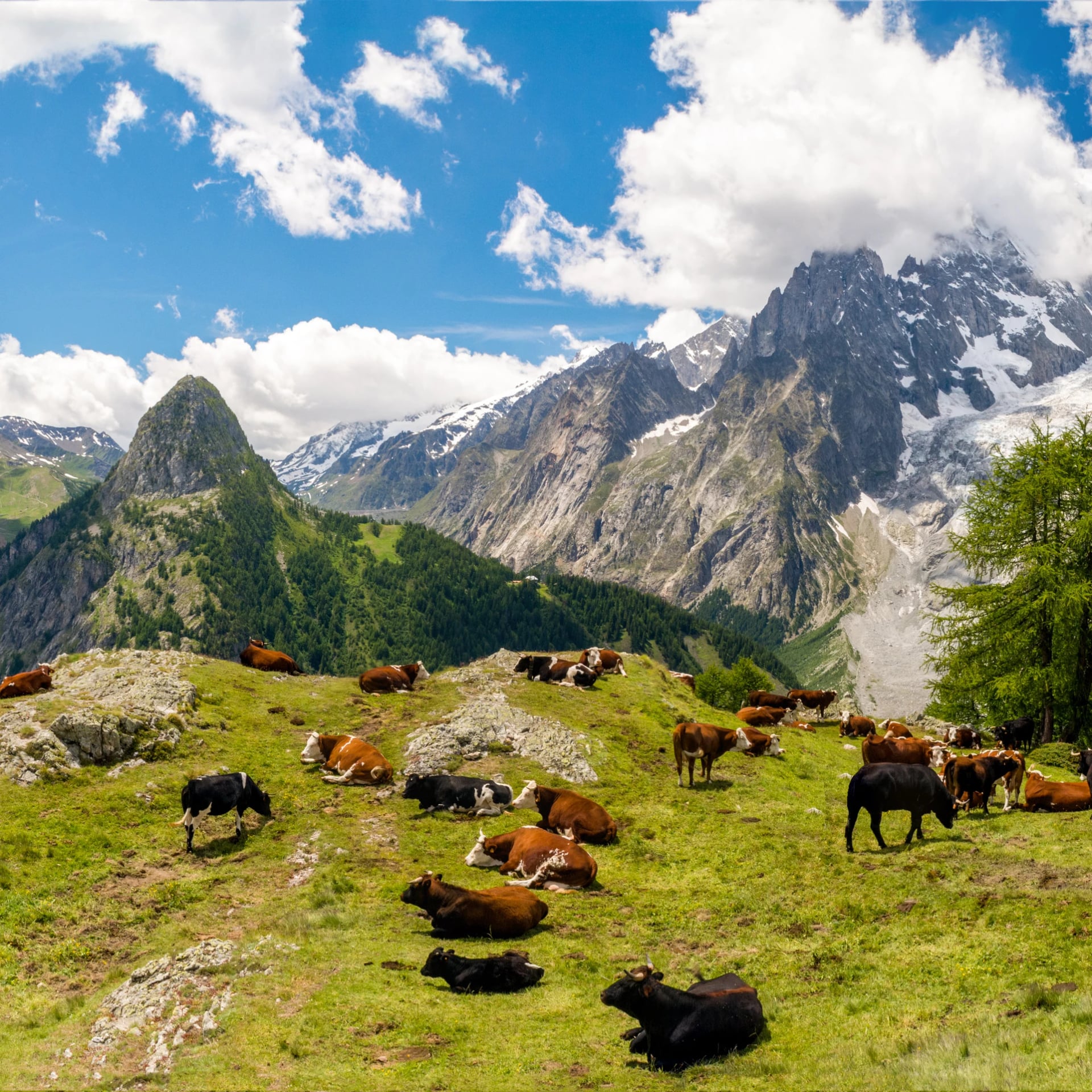 Vacas en el Trek del Tour du Mont Blanc 2015