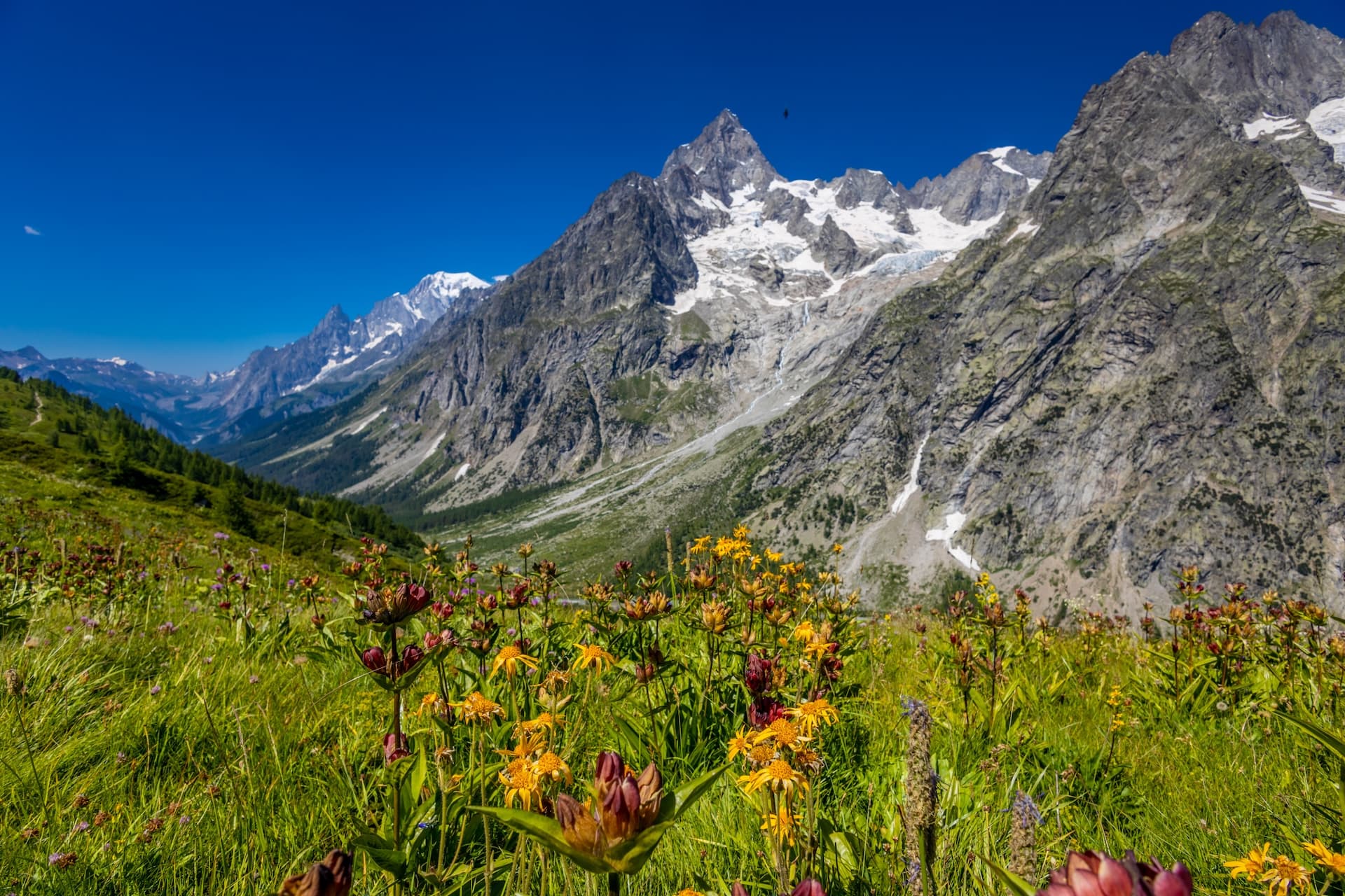 Alpine meadow with wildflowers in foreground and snow-capped mountains under blue sky