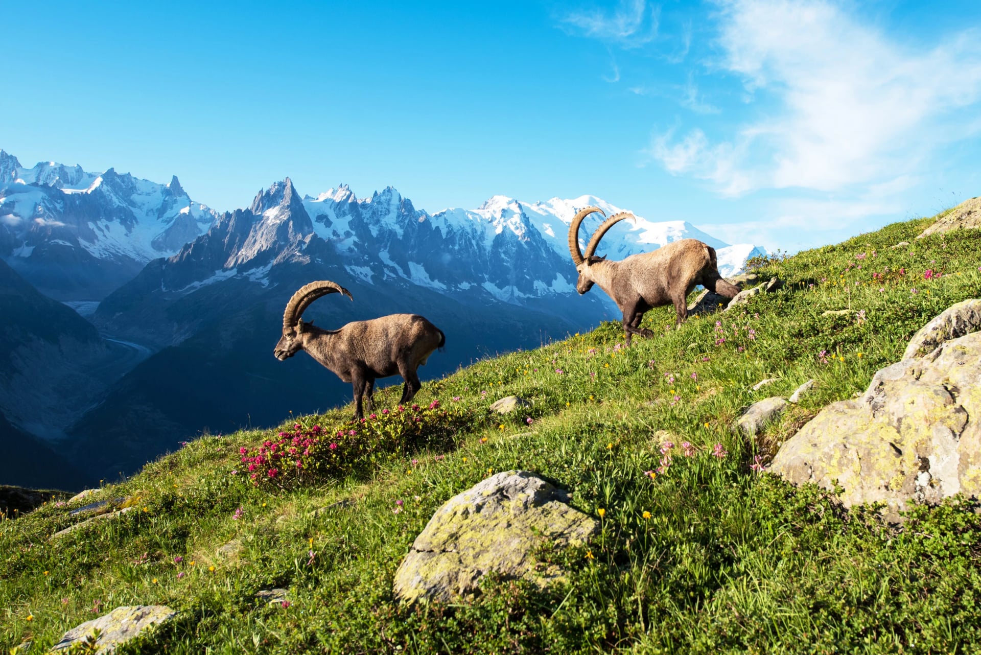 Hermoso paisaje montañoso con dos adorables cabras montesas en los Alpes franceses cerca del macizo de Lac Blanc con el Mont Blanc de fondo.
