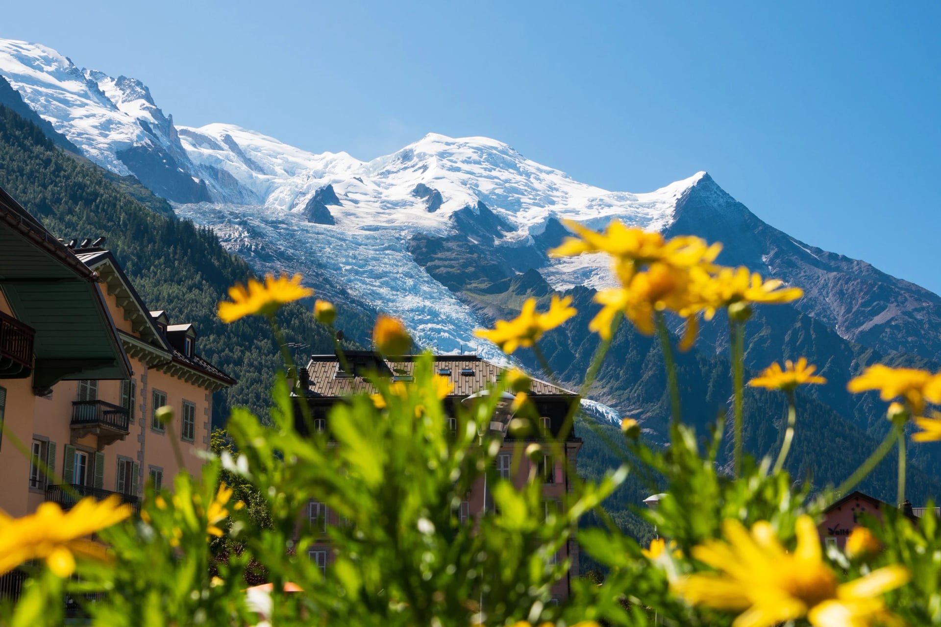 Chamonix-Mont-Blanc, Frankrig. Smuk alpine landskab med sneklædt Mont Blanc-bjerg om sommeren gennem slørede gule blomster ved chalet-balkonen. Haute-Savoie afslappende ferie baggrund.