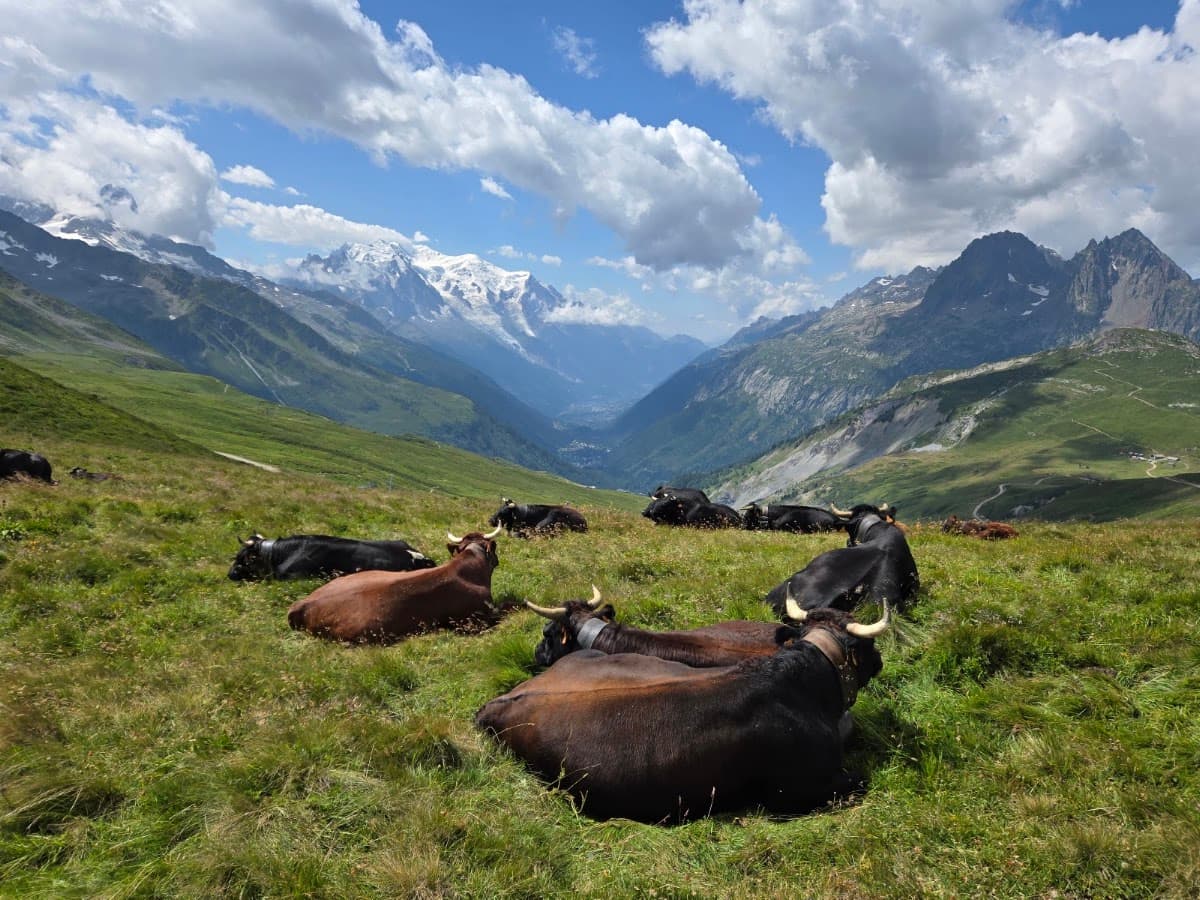 Cows resting on a grassy alpine meadow with snow-capped mountain peaks and a valley in the background