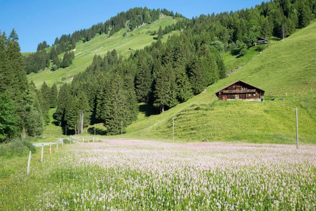 Field with pink flowers in Barmaz Champery