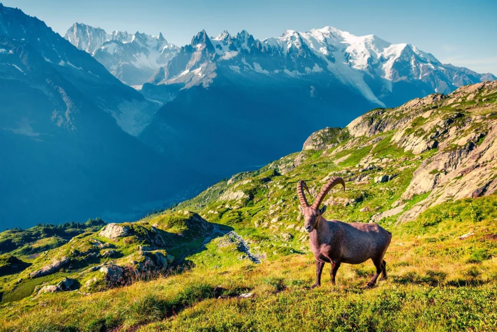 alpine ibex above chamonix scaled