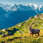 alpine ibex above chamonix scaled