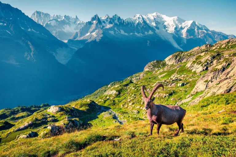 bouquetin des Alpes au-dessus de chamonix à l'échelle