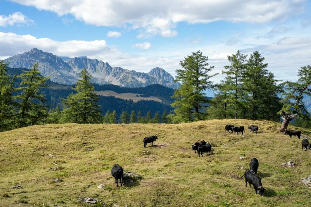 Underbara vyer på Bovine-rutten